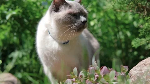 White cat with a dark muzzle in the greenery. Video stock 132647919