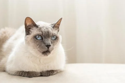 White cat with dark muzzle. Stock Photos