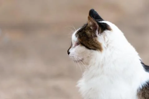 White cat with dark spots Stock Photos