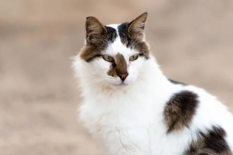 White cat with dark spots Stock Photos