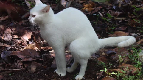 White Cat Defecating Outdoors Stock Footage 278342806