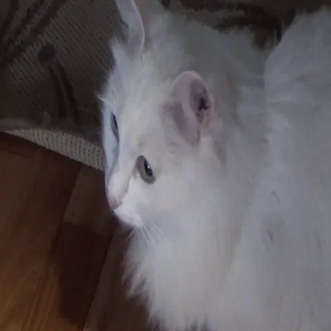 White cat with different colored eyes Video stock 69712503