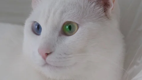 White cat with different colored eyes Stock Footage 127851253