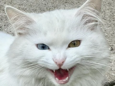 White Cat with Different Colored Eyes on Natural Stone Background. Stock Photos