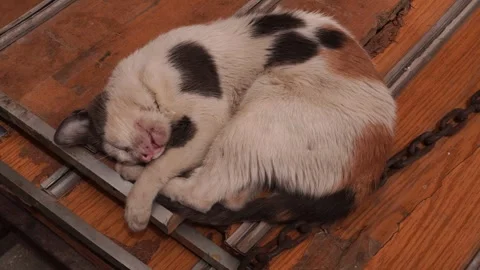 A white cat with different colors is in a deep sleep on a wooden and metal Stock Footage 323293552