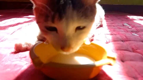 White Cat Drinking Milk in Sunlight – Tongue Close Up Horizontal Video Stock Footage 330039560
