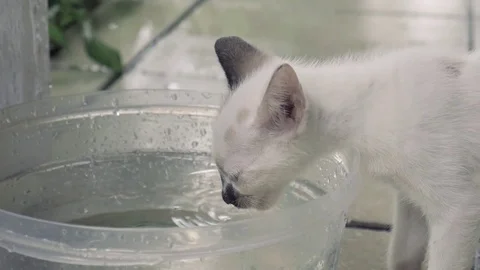 White cat drinking some water Stock Footage 77255336