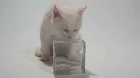 White cat drinking water from a transparent bowl in slow motion Stock Footage 154501594