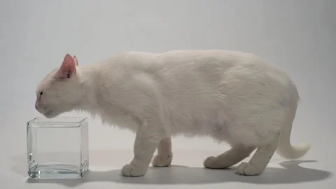 White cat drinking water from a transparent bowl in slow motion Stock Footage 154501659