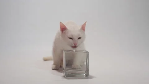 White cat drinking water from a transparent bowl in slow motion Stock Footage 154501689