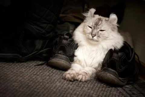 White cat drowsing on the carpet between shoes Stock Photos