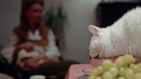 White cat eating from a cup Stock Footage 320467819