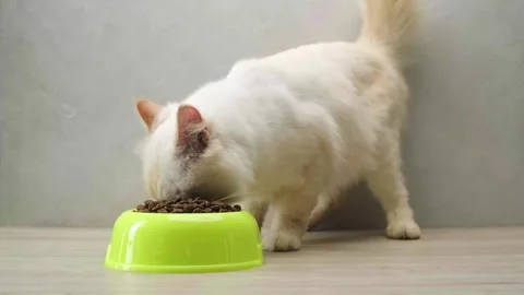 White cat eating dry cat food alone Stock Footage 247828182