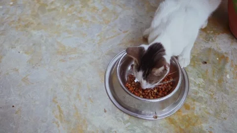 White cat eating kibble from a stainless steel bowl Stock Footage 328688290