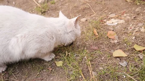 White cat eating a mouse. Predator and prey. wildlife, wild nature Stock Footage 143936856