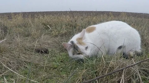 White cat eating a mouse slow motion Stock Footage 73394450