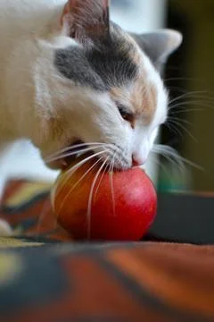 White cat eats an apple Stock Photos