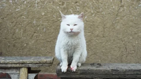 The white cat eats the blood from the mouse's paws Stock Footage 195450810