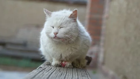 The white cat eats the blood from the mouse's paws 库存影片 195450951