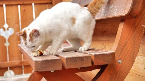 White cat eats bread .Affectionate domestic cat eats a piece of bread Stock Footage 245229565