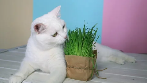 White cat eats fresh green grass. Bright background Видео 151407083