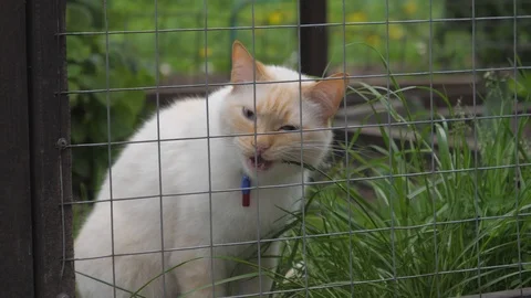 White cat eats grass and sits in a cage Stock Footage 108394940
