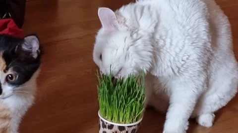 A white cat eats grass from a cup, while a tricolored kitten playfully inte.. Video stock 305880501