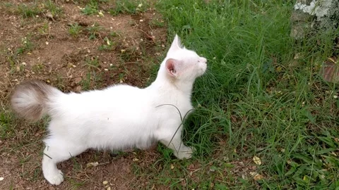 White cat eats grass Stock Footage 147597061