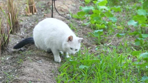 White cat eats grass outdoors Stock Footage 195449961