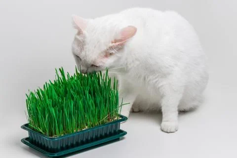 White cat eats green grass. Useful nutrition for digestion cats Stock Photos
