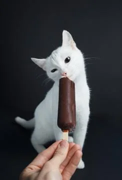 White cat eats ice cream in chocolate on a black background Stock Photos