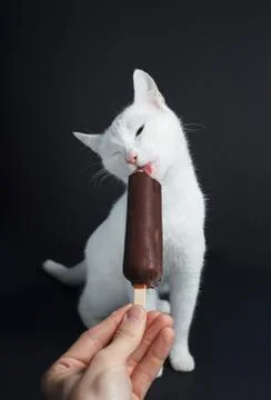 White cat eats ice cream in chocolate on a black background Stock Photos