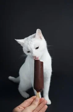 White cat eats ice cream in chocolate on a black background Stock Photos