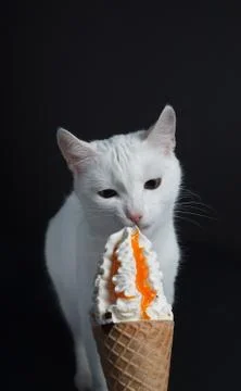 White cat eats an ice cream cone in a waffle on a black background Stock Photos