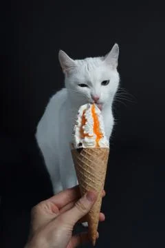 White cat eats an ice cream cone in a waffle on a black background Stock Photos
