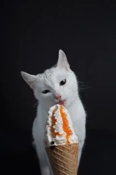 White cat eats an ice cream cone in a waffle on a black background Stock Photos