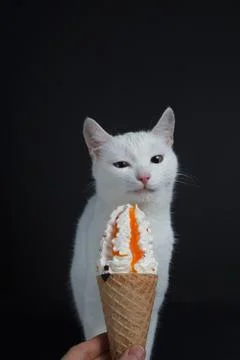 White cat eats an ice cream cone in a waffle on a black background Stock Photos