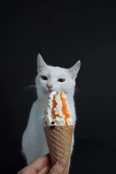 White cat eats an ice cream cone in a waffle on a black background Foto stock