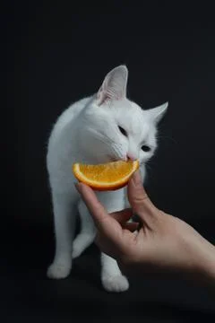 White cat eats an orange on a black background Stock Photos