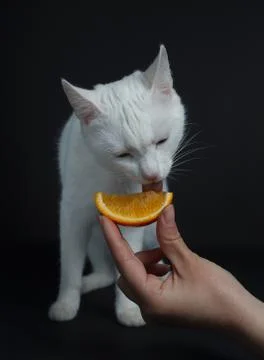 White cat eats an orange on a black background Stock Photos