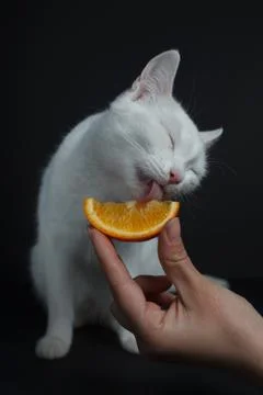 White cat eats an orange on a black background Stock Photos