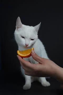 White cat eats an orange on a black background Foto stock