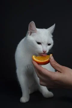 White cat eats an orange on a black background Stock Photos