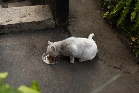 A white cat eats from a plastic bowl placed on the pavement Stock Photos