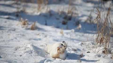 White cat enjoy the snow Stock Footage 74496593