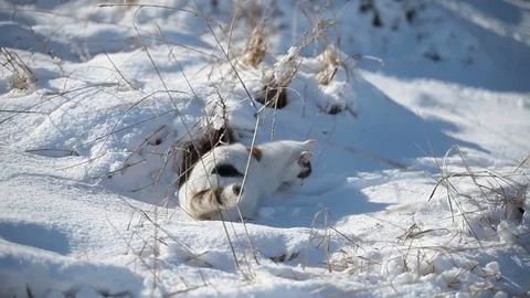 White cat enjoy the snow Stock Footage 74496860
