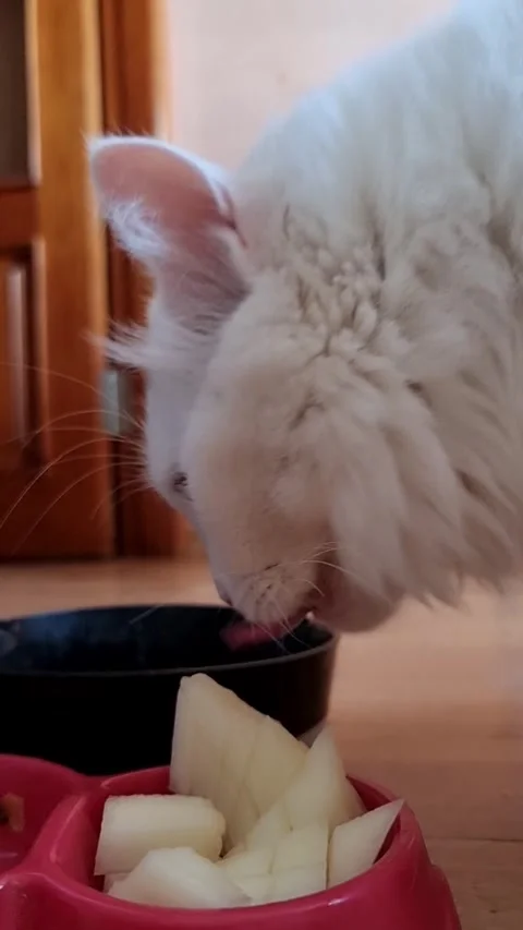 A white cat enjoys eating melon slices from a red cat bowl. Video stock 305880435