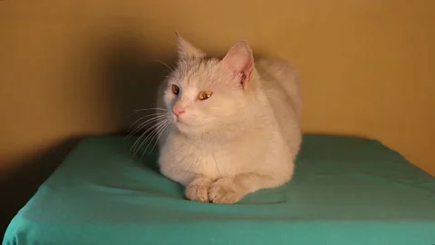 White cat on the examination table in vet clinic. feline waiting for vaccination Stock Footage 148566876