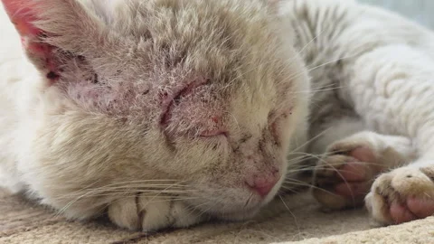 White cat experiencing a challenging life, sleeping peacefully outdoors despite Video stock 336179369