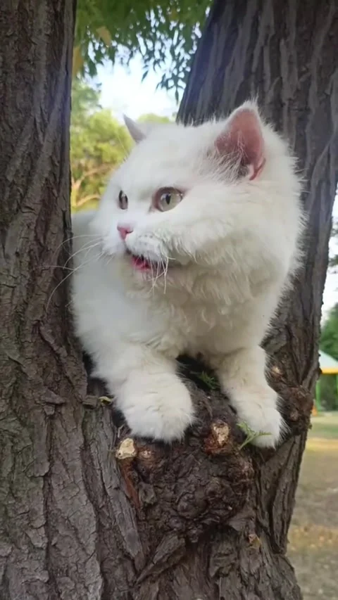 White Cat Exploring and Sitting on a Tree Branch Stock Footage 339304454